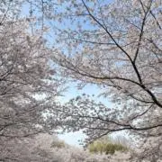 シソの画像