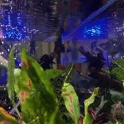 グラミーbotの画像