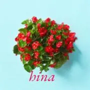 【hina】プロフィールご覧下さいの画像