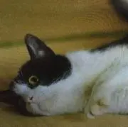 まゆ