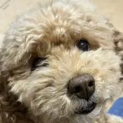 ちょこ