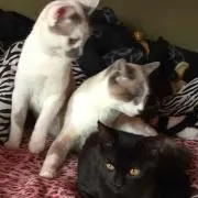 ひかにゃん