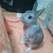 うさぉ