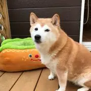 ゆめの画像