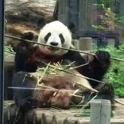 名もなきパンダ。