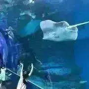 さくさくぱんだの画像