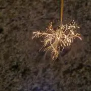 ハンギョドン⭐