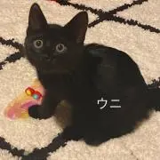 ウニ