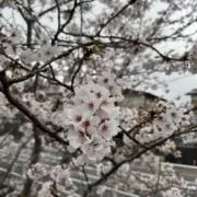 SAKURAの画像