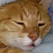 ちゃんまきの画像