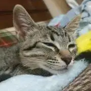 retasの画像