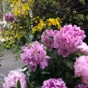 Aliceのmamaの画像