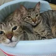 モッチィの画像