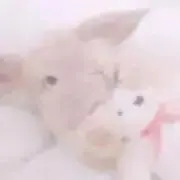 べりーの画像