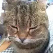 かずの画像