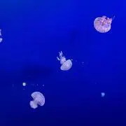 rの画像