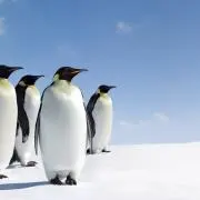 ペンギン