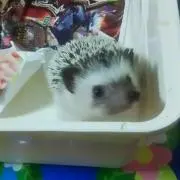 ずんこママ