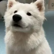 くろろの画像