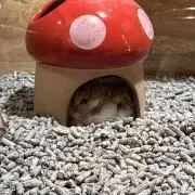 森のハムさんの画像