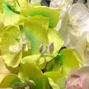 グラバンジーナ