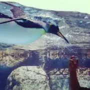 ＹＹＹ＊の画像