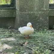 ひーちゃん(プロフ要確認)の画像