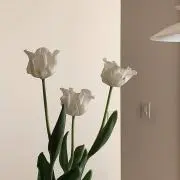 ノーネームの画像