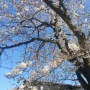 モンチッチの画像