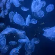 江