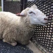 mayumeroの画像