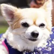 Chïbïjung