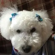 こち