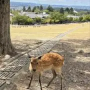 カニ味噌の画像