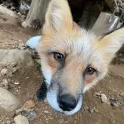 hinの画像