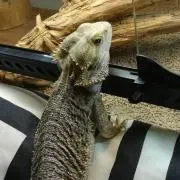 ホゲキング