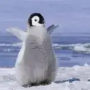 ぺんの画像