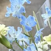 桜の木の画像