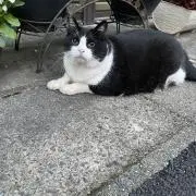 なぽの画像