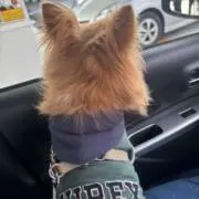 りぷとんの画像