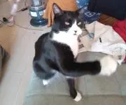 えもえもんの画像