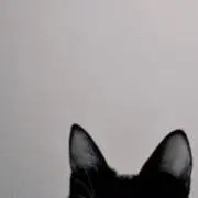 ︎︎