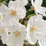 LILILI8の画像
