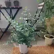 m.plantsの画像