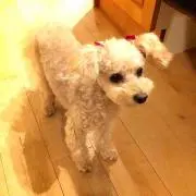 ぷりん☆