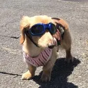 クラフトチップの画像