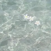 ハニの画像