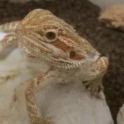 月