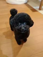 humの画像