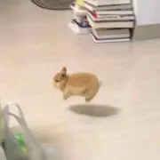 ちょみ︎︎の画像